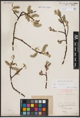 Foto von Salix caprea L.